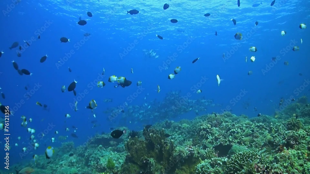 Coral reef with plenty of fish Coral reef with plenty of fish