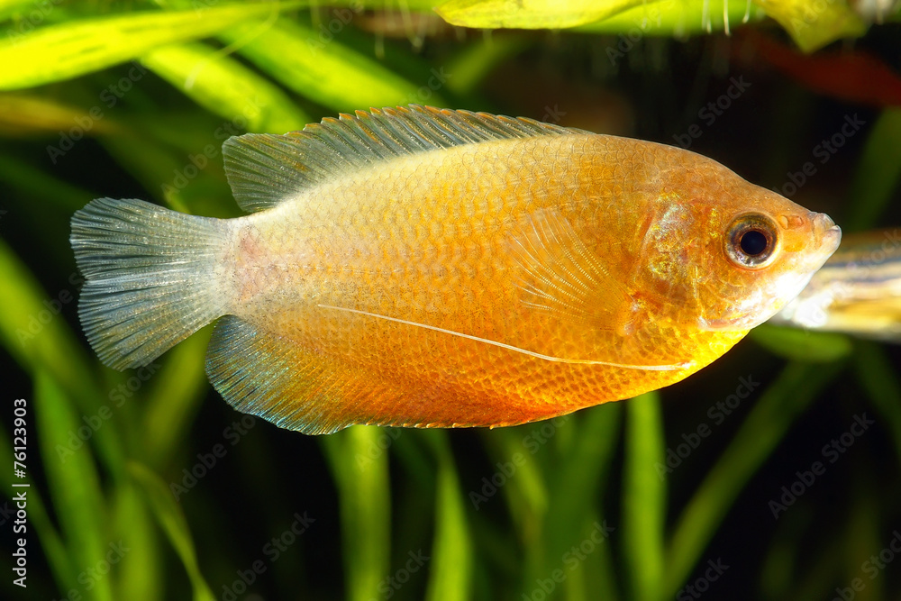Dwarf Gourami (Colisa lalia) in Aquarium Dwarf Gourami (Colisa lalia) in Aquarium