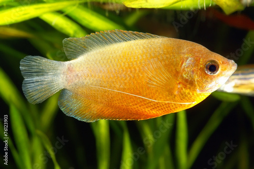 Dwarf Gourami (Colisa lalia) in Aquarium