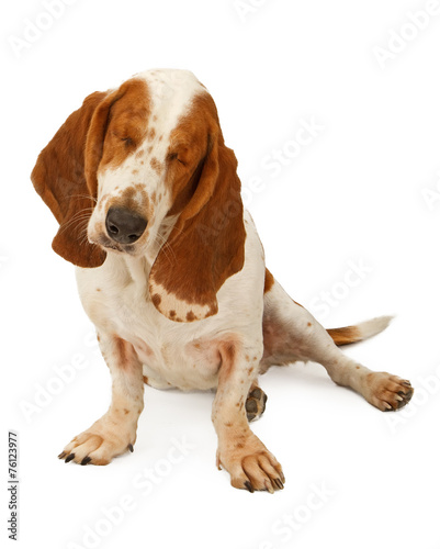 A blind Basset Hound dog that has had both eyes removed