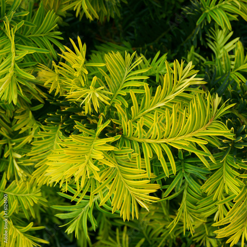 Photos Taxus baccata Summergold
