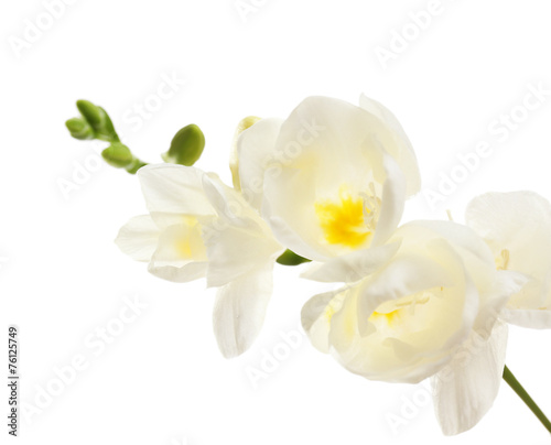 Beautiful freesia flowers  isolated on white