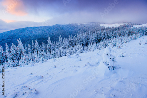 magical winter snow covered tree