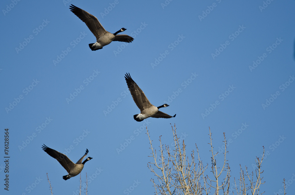 Obraz premium Three Canada Geese Flying in a Blue Sky