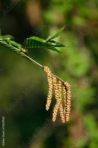 Spring. Earrings cherry Birch (Betula lenta)