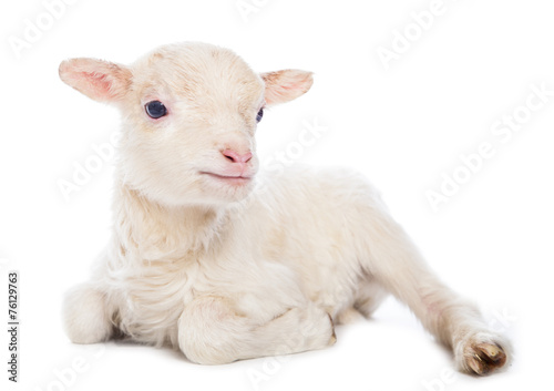 Vászonkép Lamb sitting