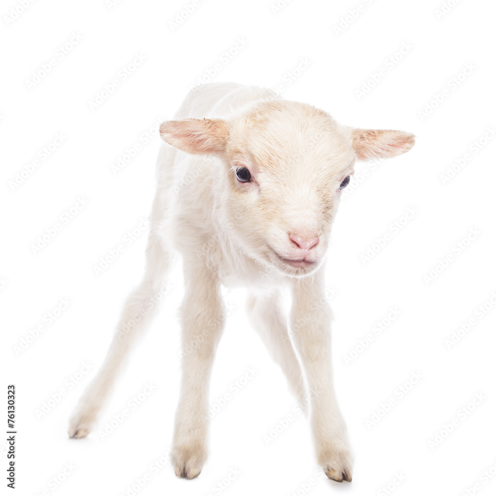 Fototapeta premium Lamb standing