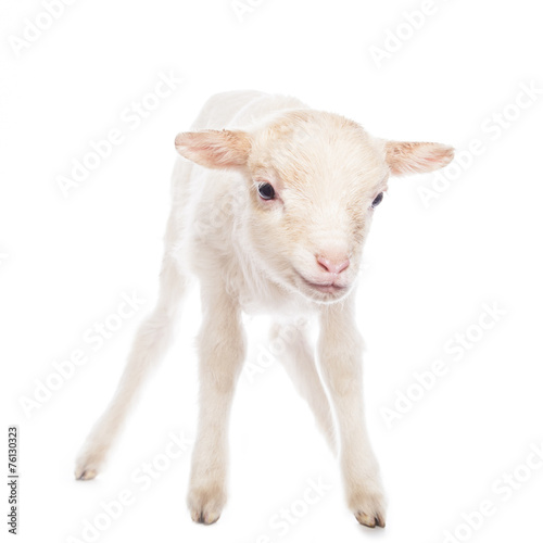 Lamb standing