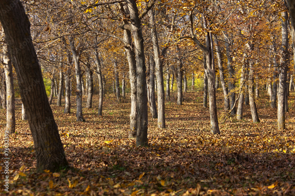 autumn trees autumn trees