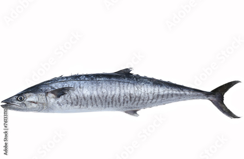 Fresh king mackerel fish