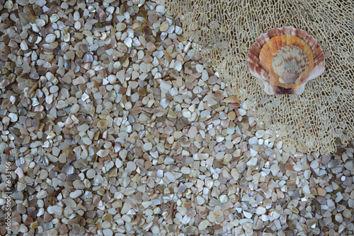 Sea Themed Background with Decorative Shell Design