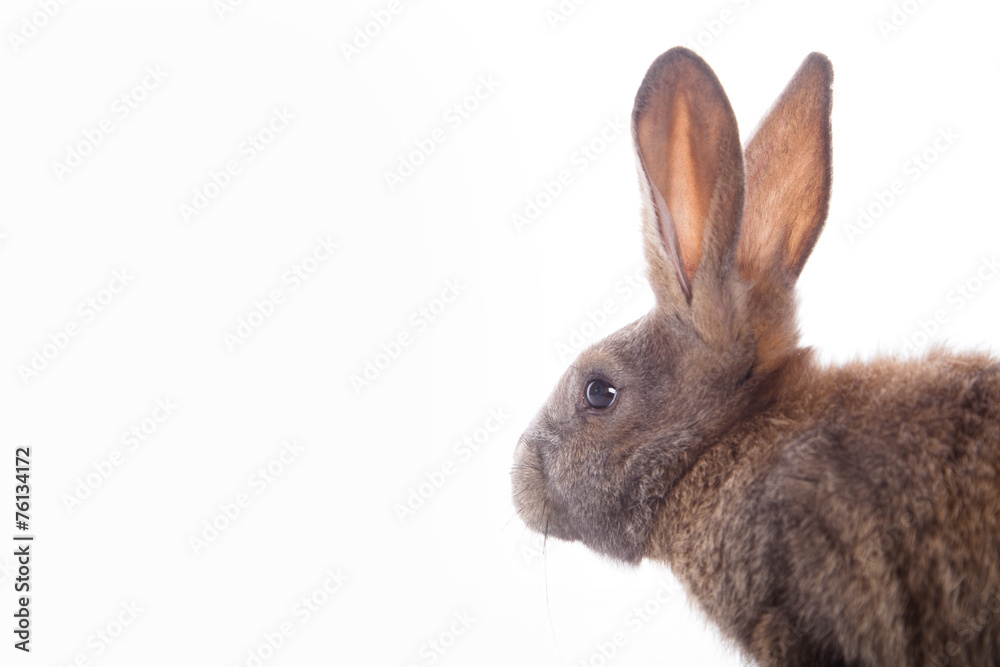Fototapeta premium Cute rabbit