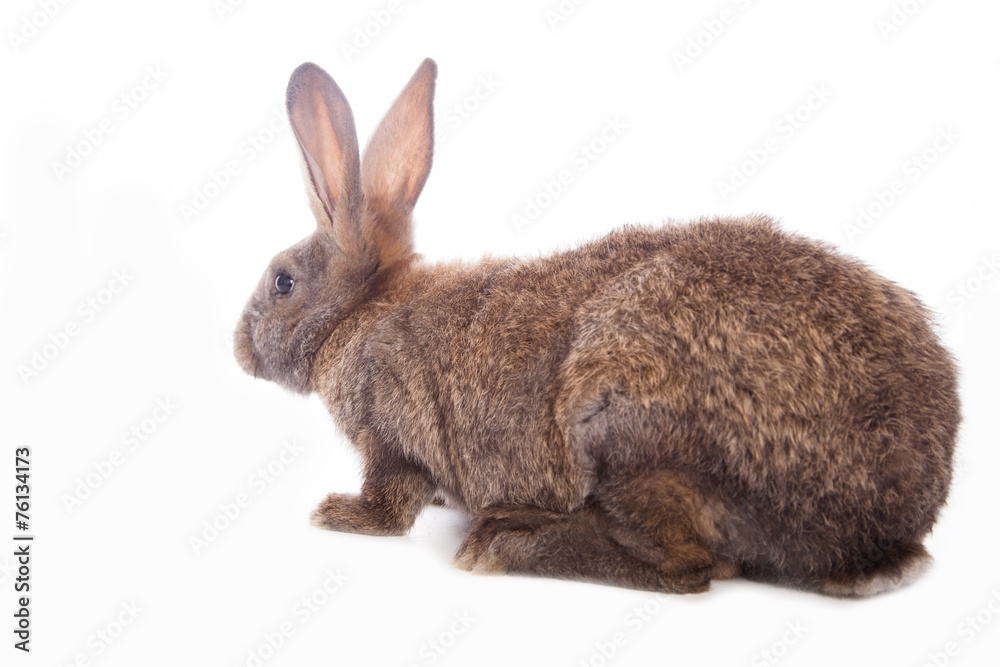 Obraz premium Cute rabbit