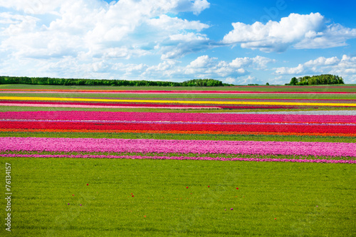 Colorful tulip field rows and green grass with sky