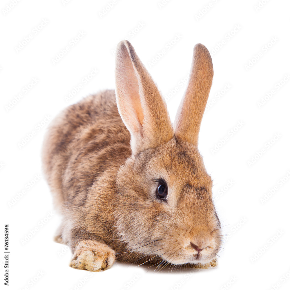 Obraz premium Cute rabbit