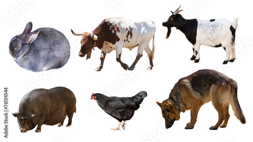 Shepherd and other farm animals. Isolated over