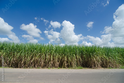 Sugarcane field photo