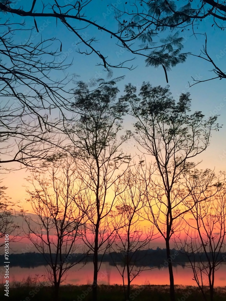 silhouette of dried tree in autumn with sunset background silhouette of dried tree in autumn with sunset background