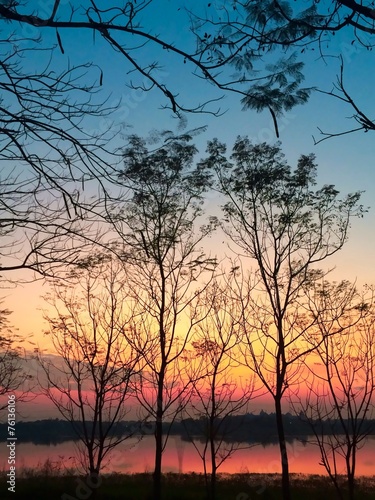 silhouette of dried tree in autumn with sunset background © nanhatai8