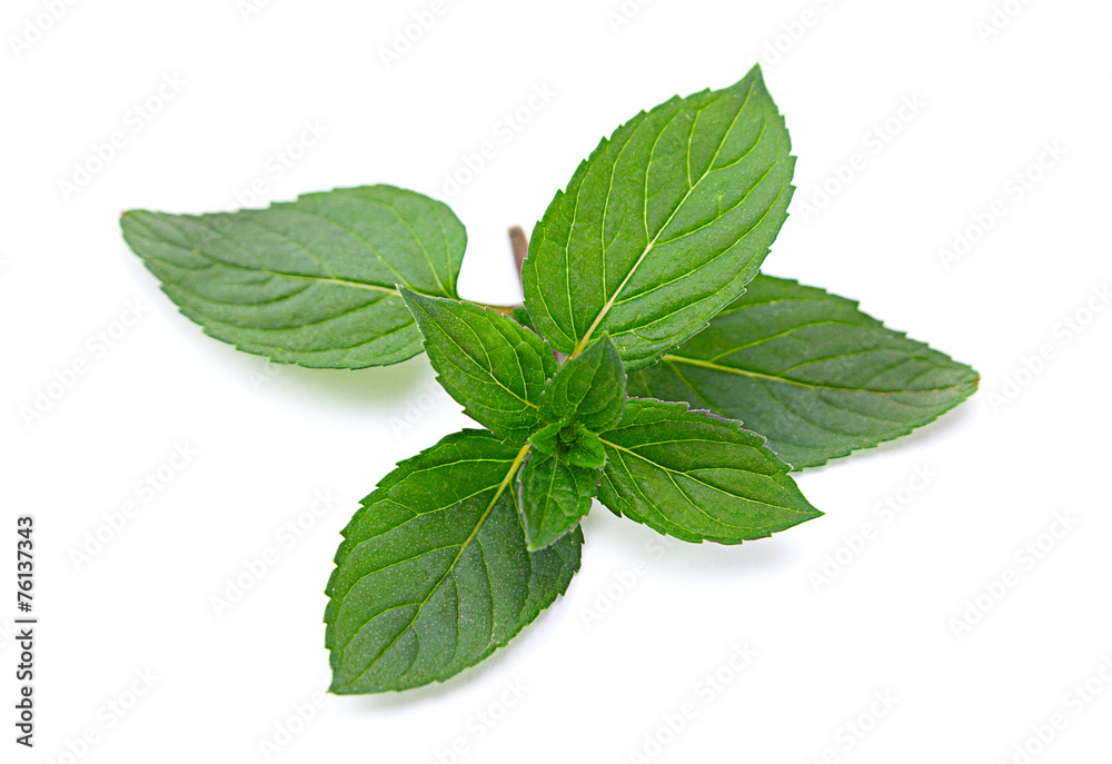 Peppermint closeup leaf Peppermint closeup leaf