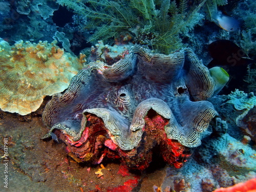 Enormous clam photo