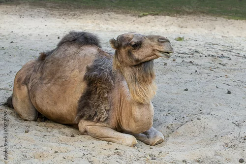 Fototapeta samoprzylepna Wielbłąd , Camelus dromedarius