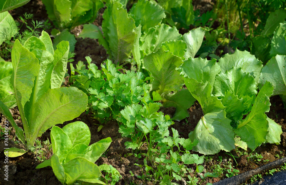 Lettuce and coriander in vegetable garden. Lettuce and coriander in vegetable garden.