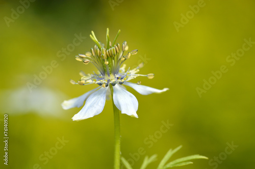 Obraz na plátně Nigella sativa in a garden.