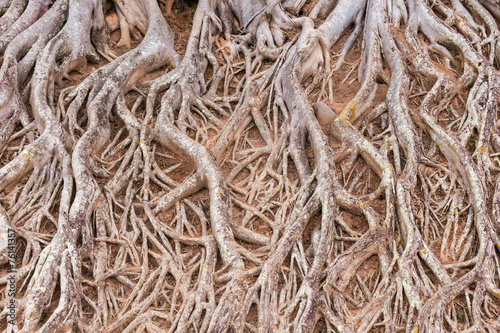 root of tree texture