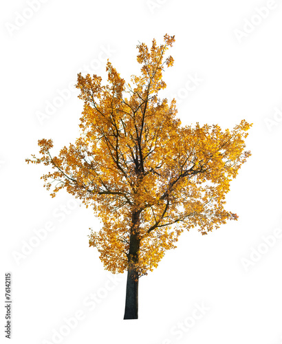 bright large gold oak isolated on white