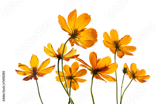 Fototapeta Naklejka Na Ścianę i Meble -  colorful flowers transparent on isolated white background