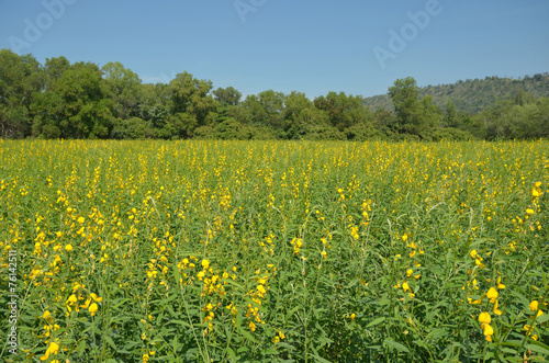 yellow flower field © augustcindy