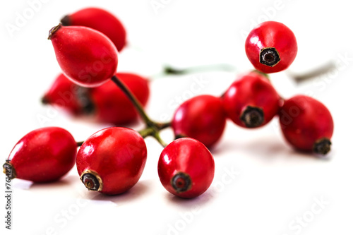 Bunch of dogrose. Rosehip