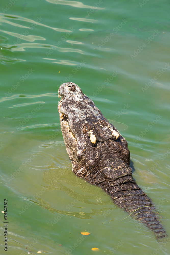 Head of a crocodile in the water with green duckweed. Head of a crocodile in the water with green duckweed.