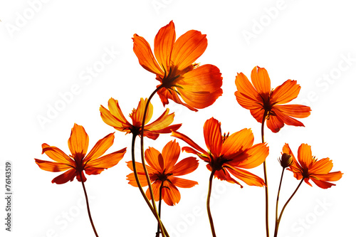 Fototapeta Naklejka Na Ścianę i Meble -  colorful flowers transparent on isolated white background