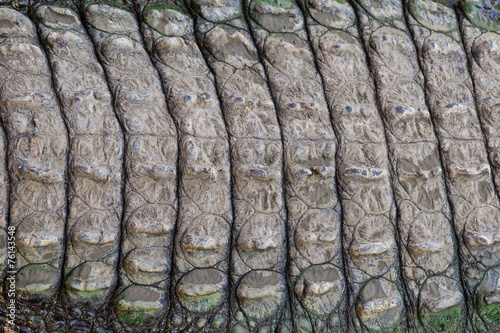 Crocodile skin texture