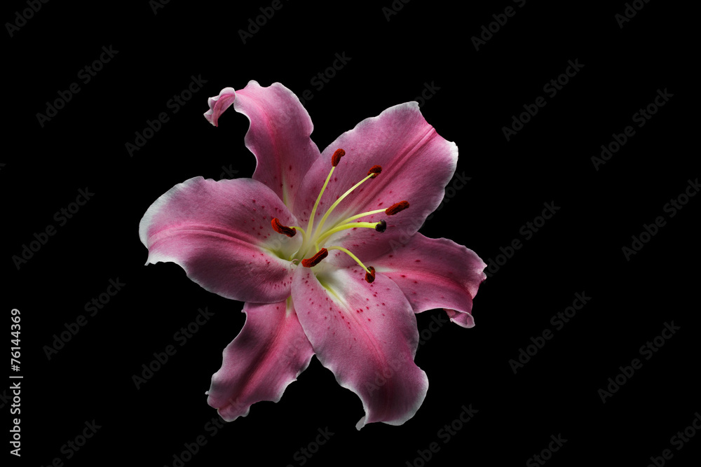 pink lily isolated on black