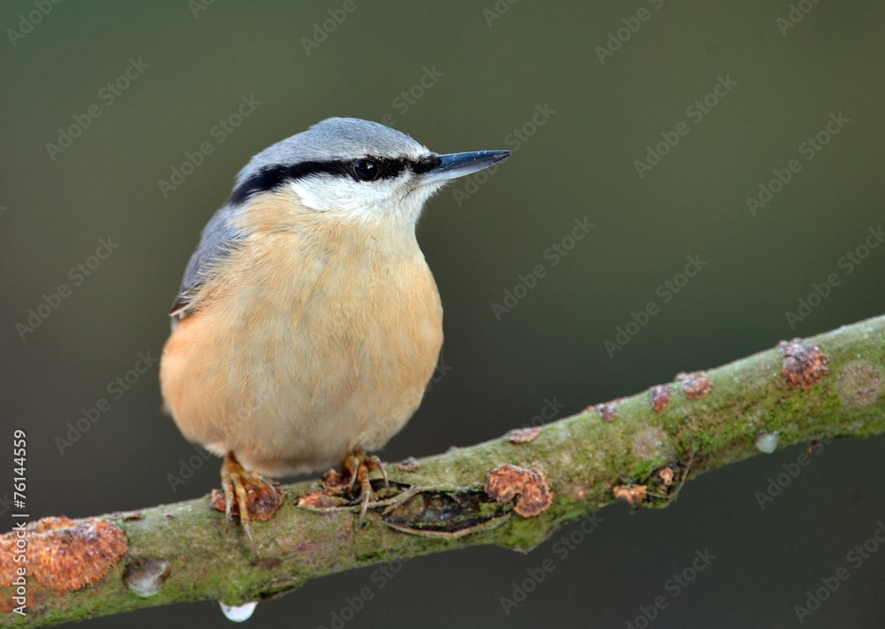 Obraz premium Nuthatch (Sitta europaea)