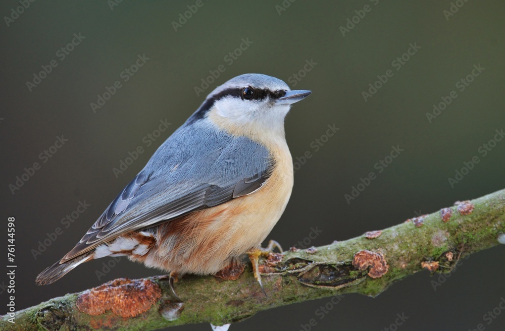 Fototapeta premium Nuthatch (Sitta europaea)