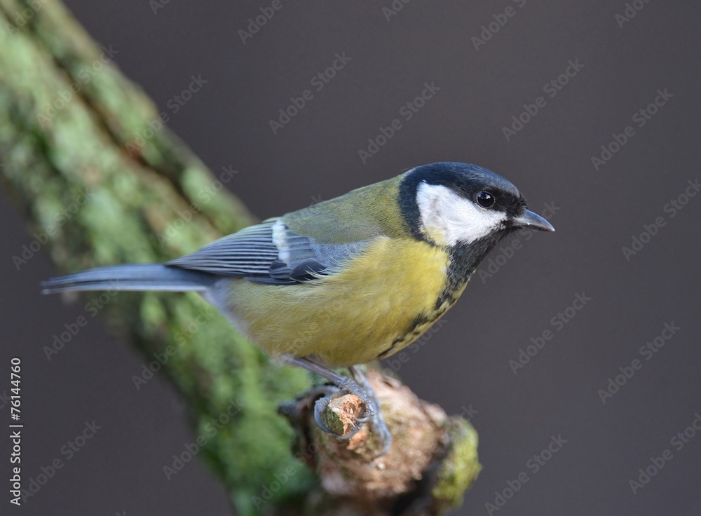 Fototapeta premium Great tit (Parus major)