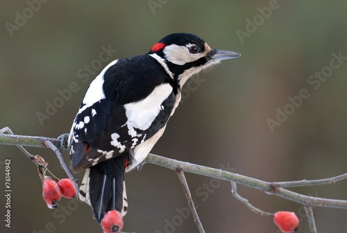 Woodpecker on a tree (Dendrocopos major) photo