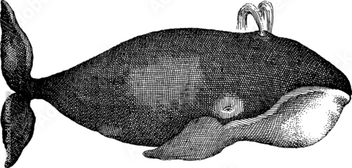 Vintage graphic whale