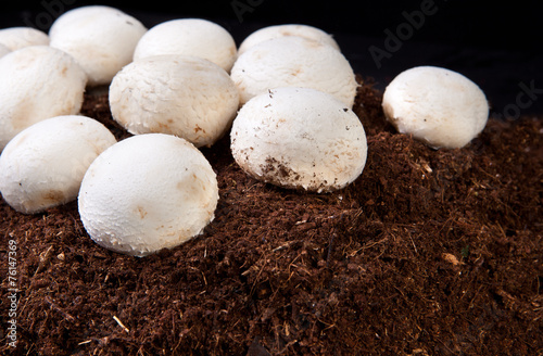 White mushrooms growing