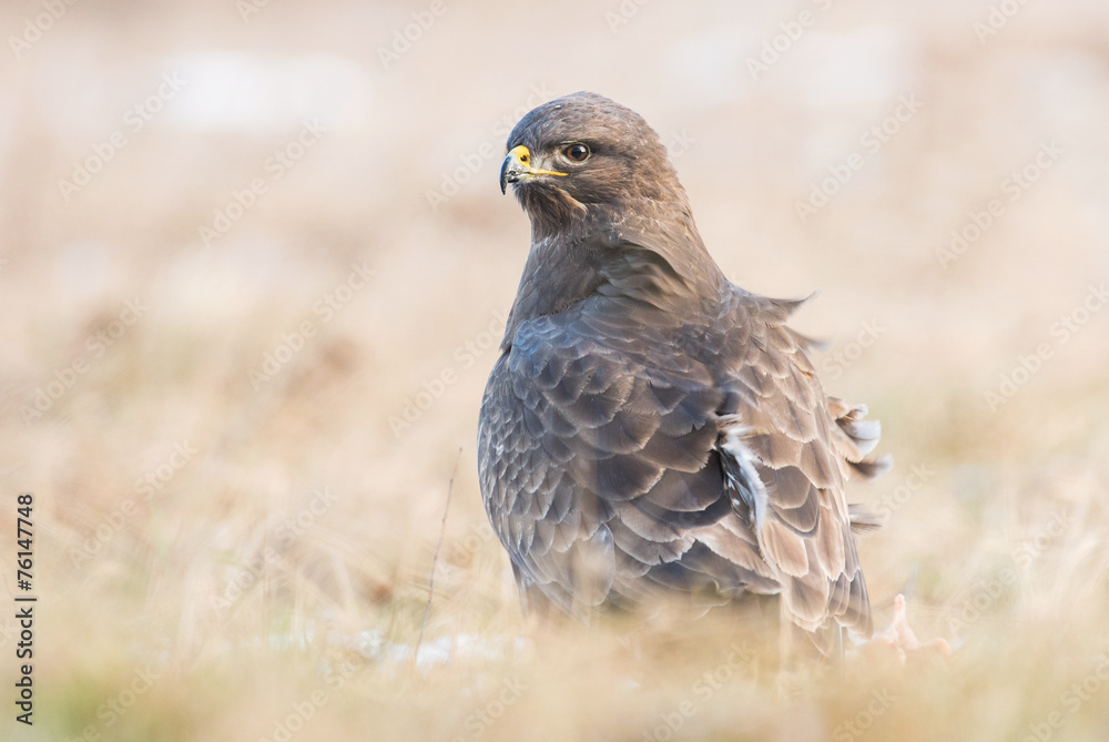 Obraz premium Common buzzard