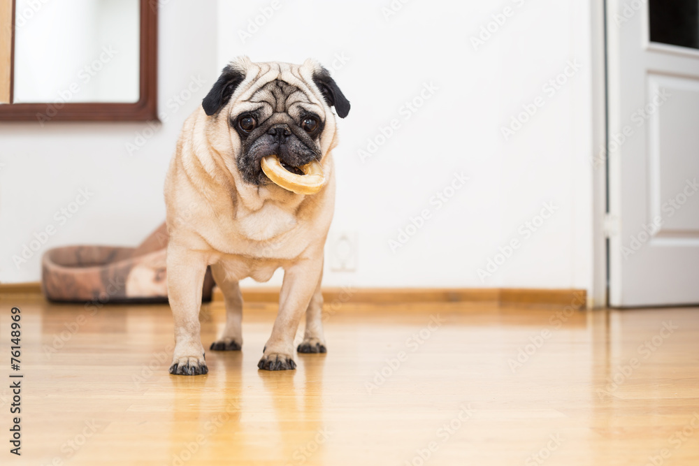 Pug with a round bone in mouth