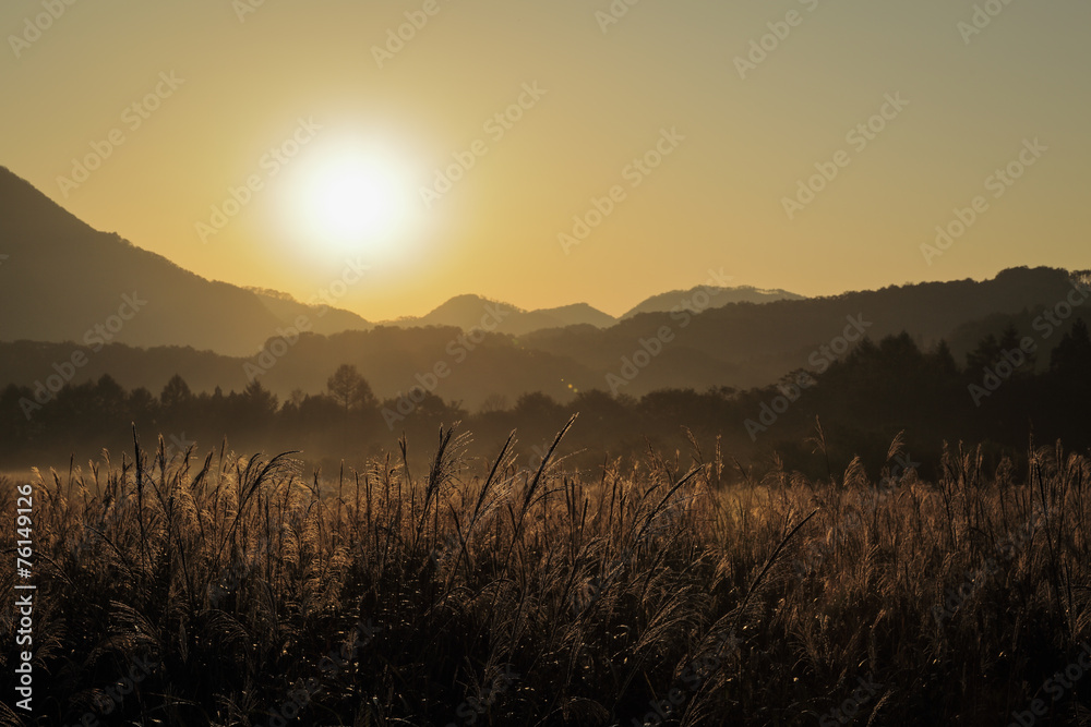 Obraz premium 朝日を浴びるススキ