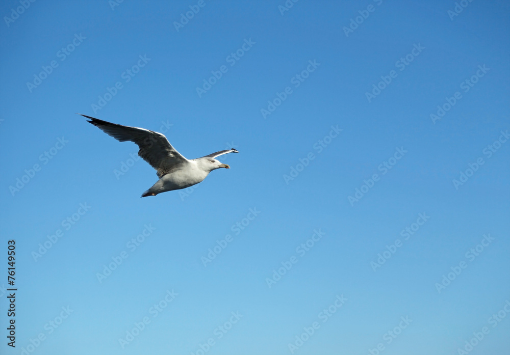 Obraz premium seagull