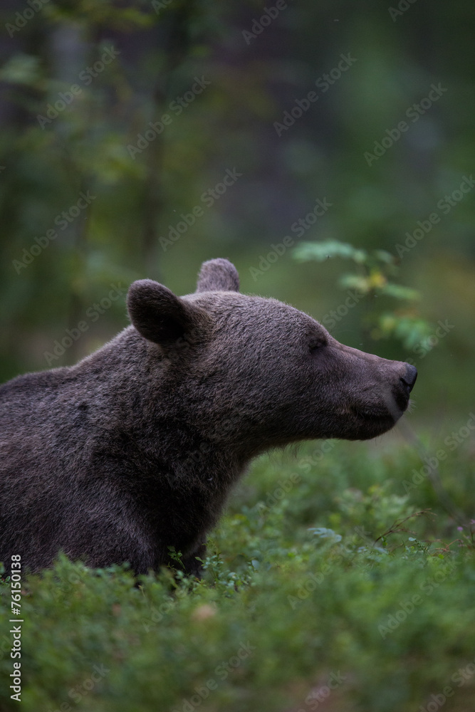 Fototapeta premium Brown bear in forest