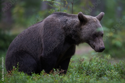 Brown bear in a forest sitting down