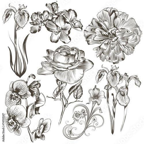 Fototapeta Naklejka Na Ścianę i Meble -  Collection of vector hand drawn flowers